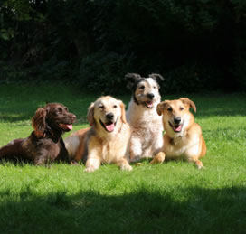 Happy Friends